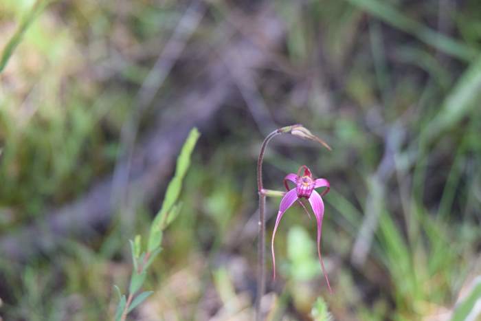 Caladenia - Pink spider orchid DSC_6758.JPG